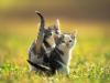 Chats - 096